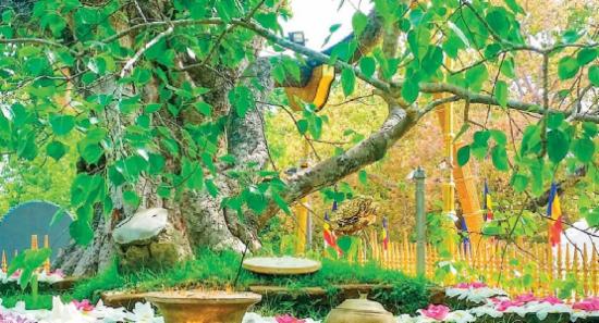 ශ්‍රී මහා බෝධිය ආශ්‍රිත පුද පූජා ගැන යෝජනාවක්.